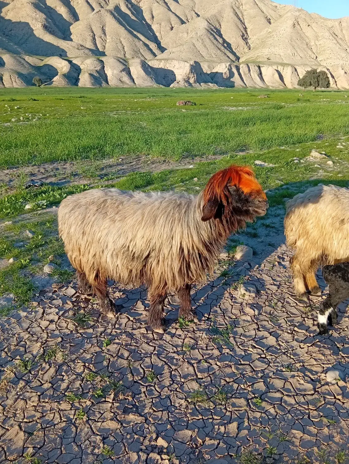 میش داشتی|حیوانات مزرعه|مسجد سلیمان, |دیوار