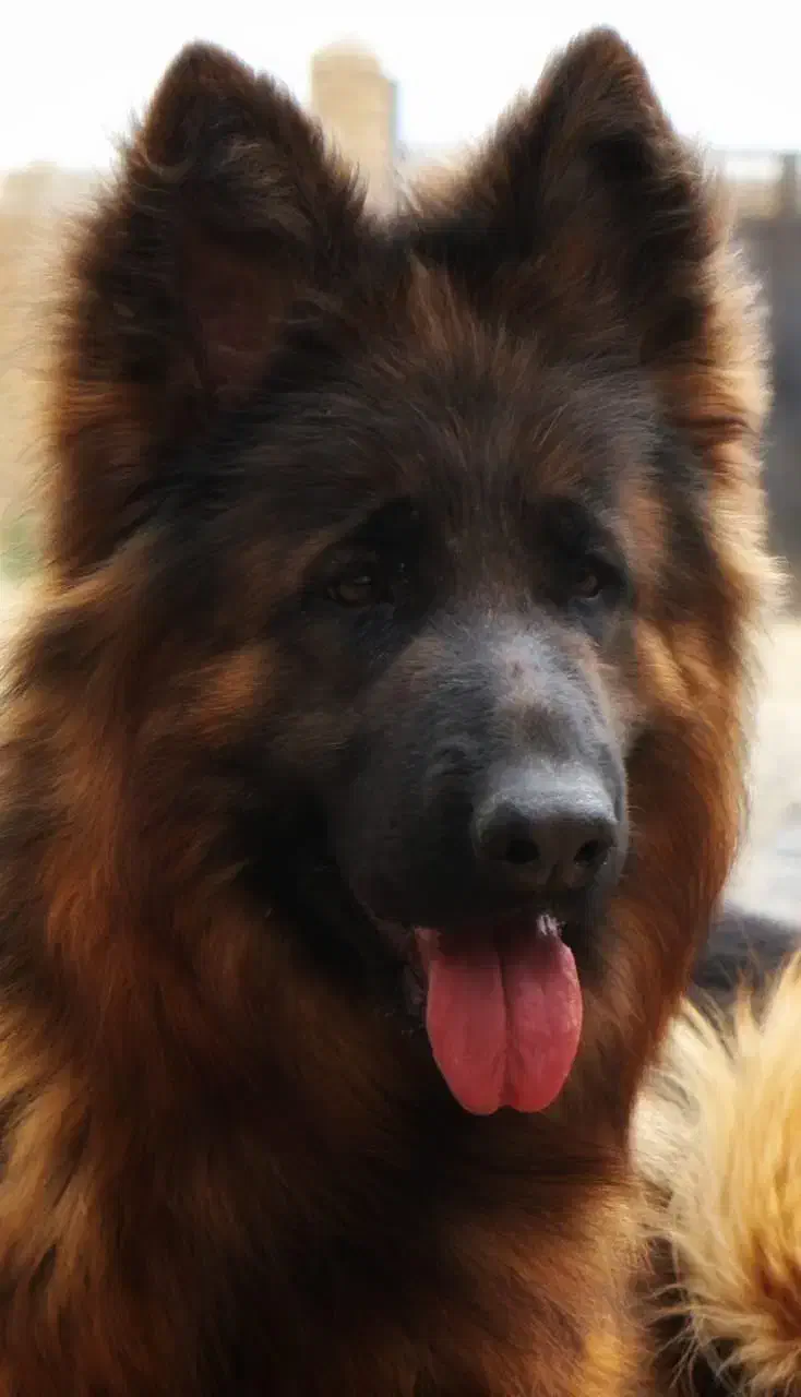 سگ ماده (۲.۵)سالع فوریی ق.یمت استثنایی|سگ|تهران, باغ فردوس|دیوار