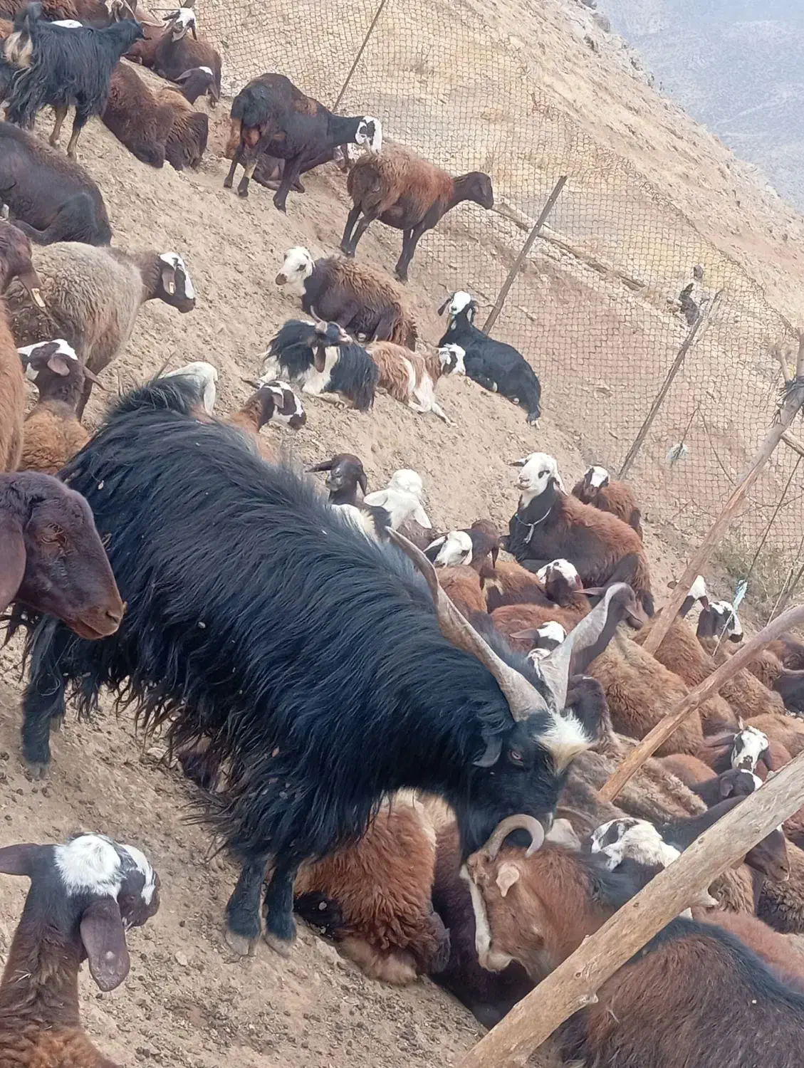 نربز|حیوانات مزرعه|بیرانوند, |دیوار