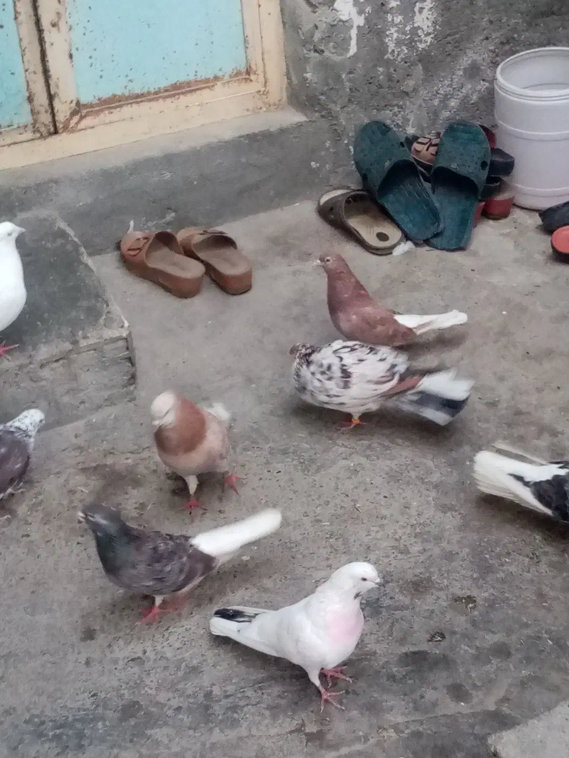 کفتر کبوتر پرشی|پرنده|بندرعباس, |دیوار