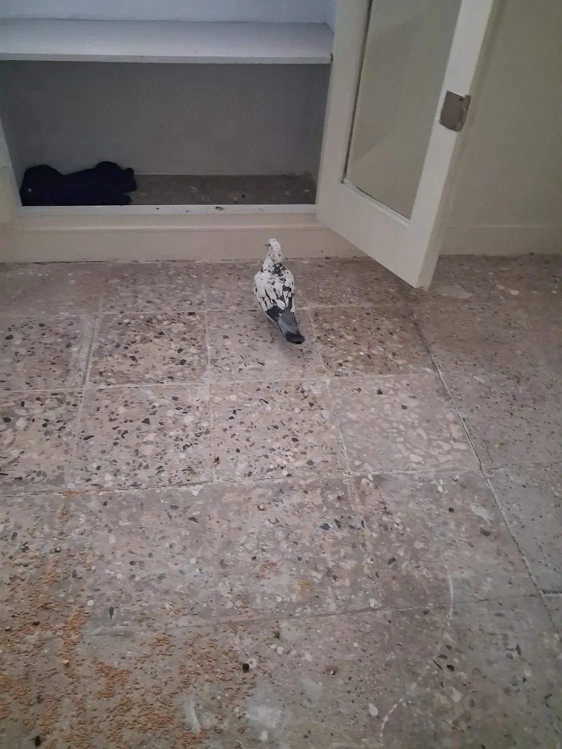 کبوتر پرشی|پرنده|ری, فیروزآبادی|دیوار