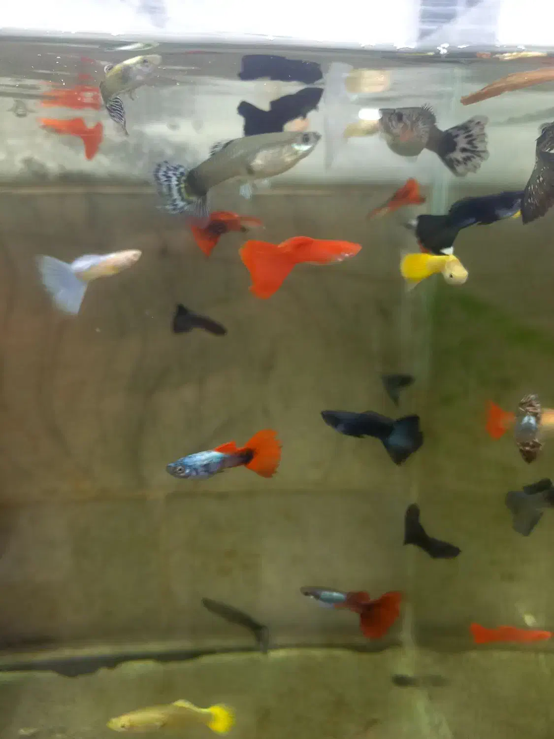 آکواریوم آنجل|ماهی|خوی, |دیوار