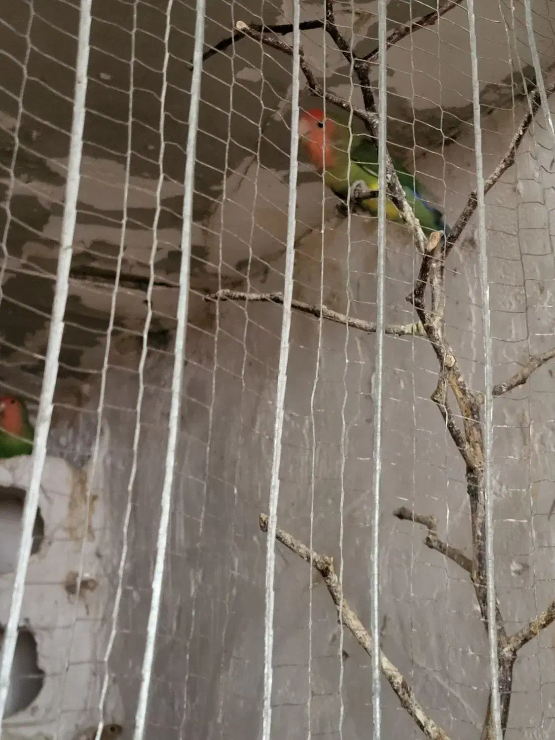 طوطی کوتوله بریزیلی|پرنده|جلین, |دیوار