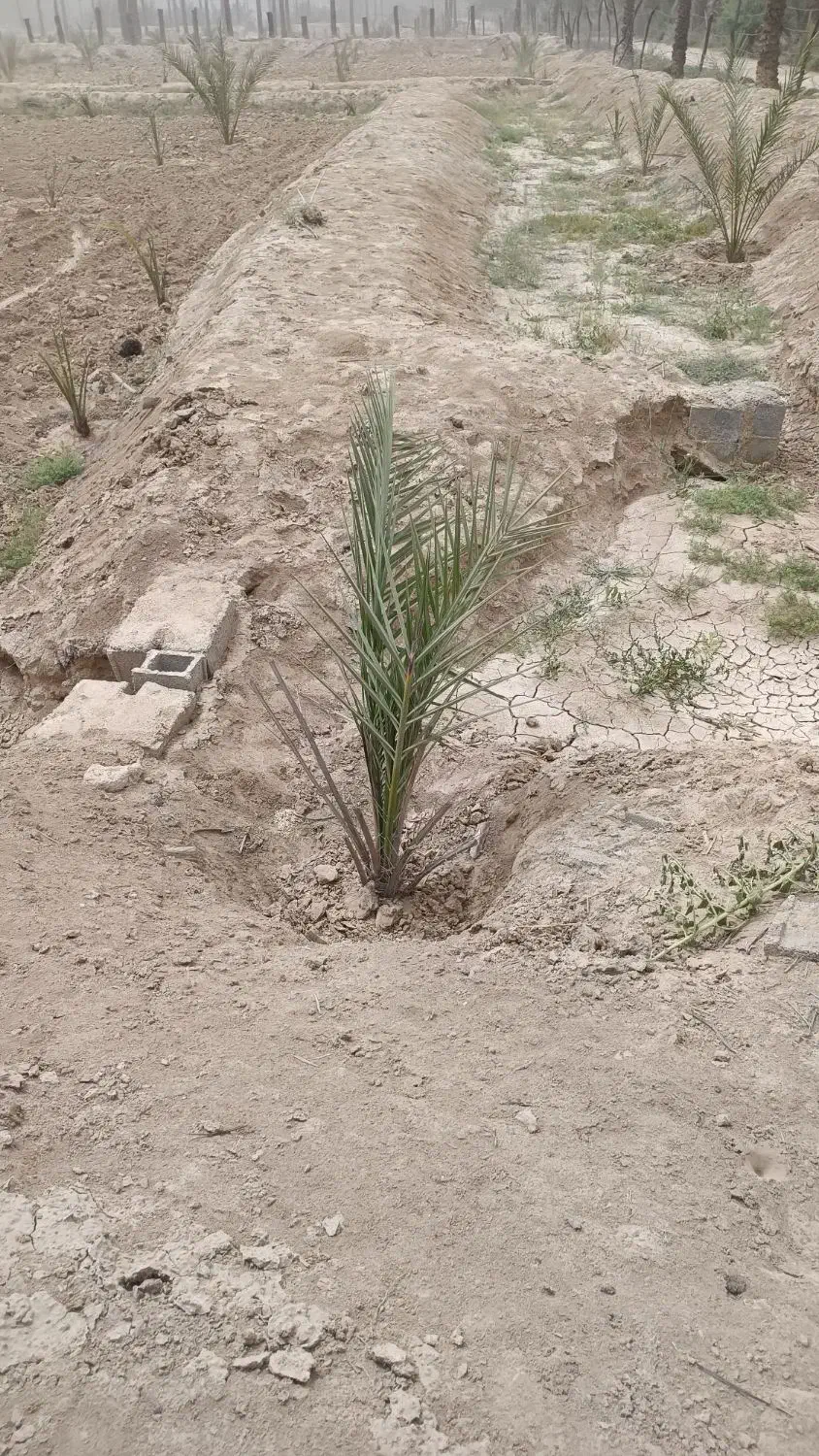 نخل|گل و گیاه طبیعی|آبپخش, |دیوار