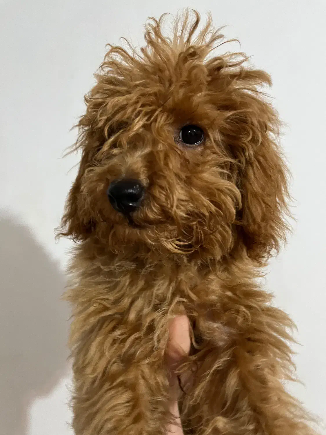 توی پودل رد|سگ|رشت, گلسار|دیوار