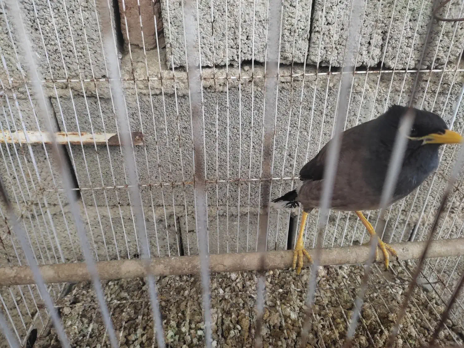 مرغ مینا|پرنده|رامیان, |دیوار