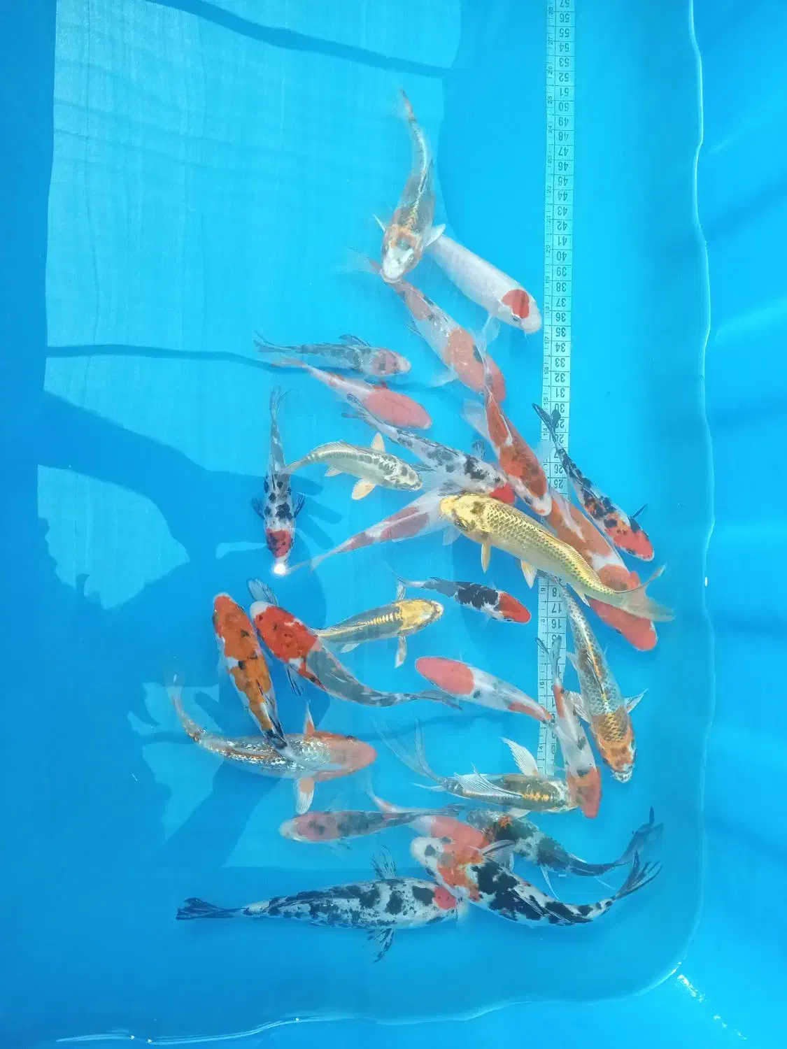 ماهی قرمز|ماهی|رشت, آتشگاه|دیوار