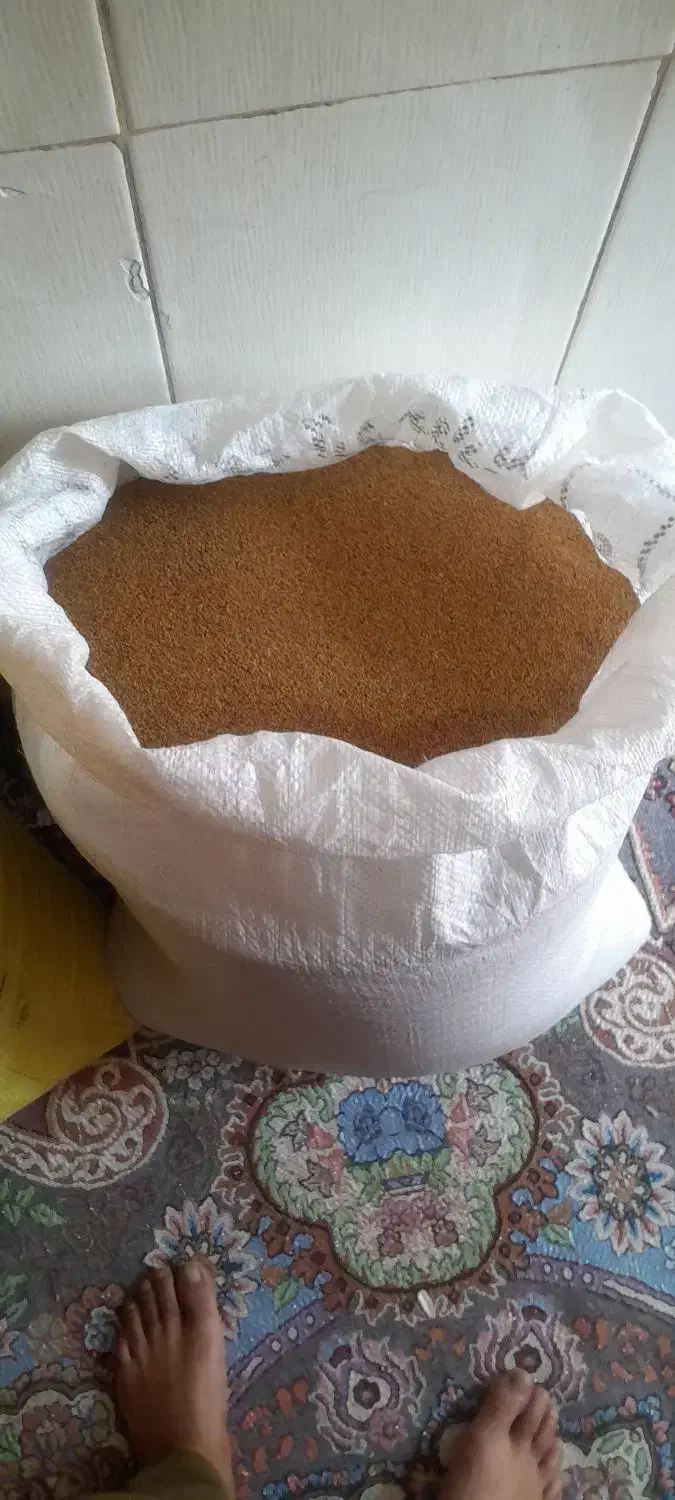 بذر یونجه محلی|خدمات باغبانی و درختکاری|جیرفت, |دیوار