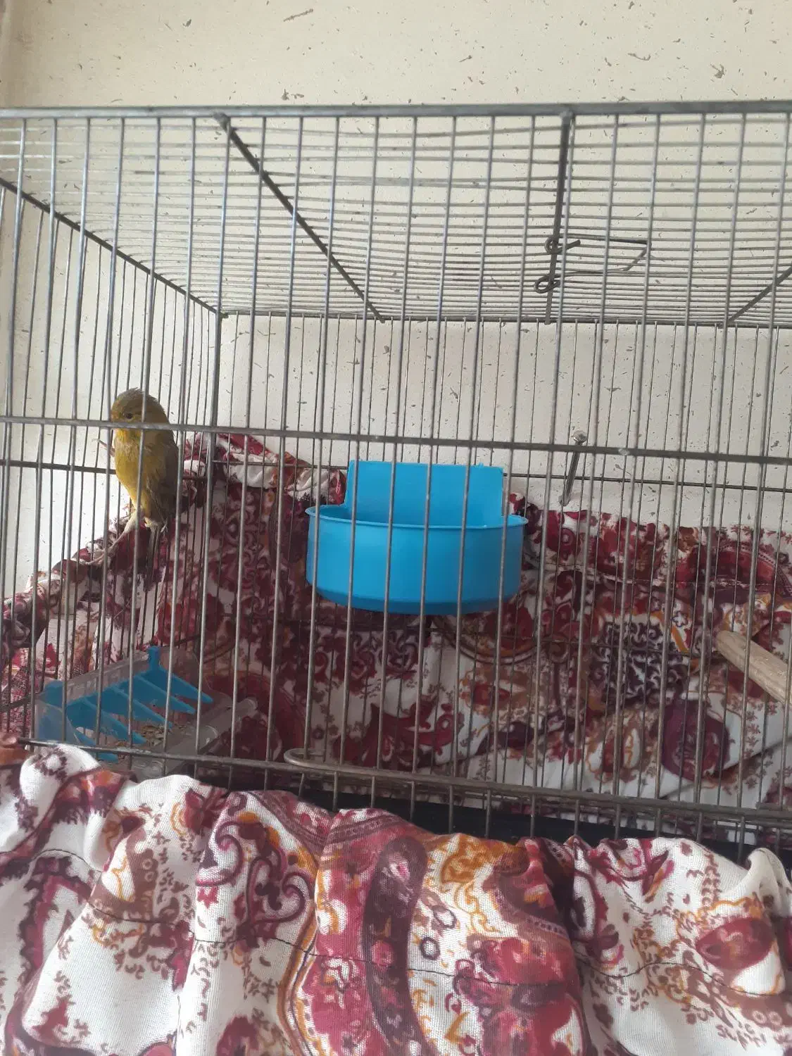 قناری سهره فنچ عروس هلندی|پرنده|شیراز, سعدیه جنوبی|دیوار