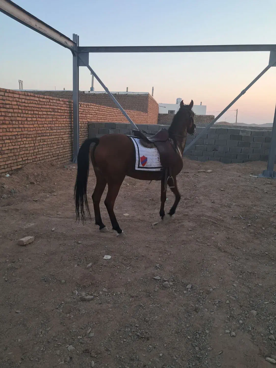 اسب کردزیبا|اسب و تجهیزات اسب‌سواری|سبزوار, کهنه آب|دیوار