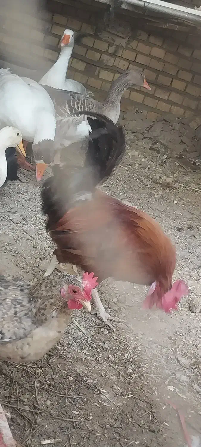 و غاز و خروس|حیوانات مزرعه|آبادان, |دیوار