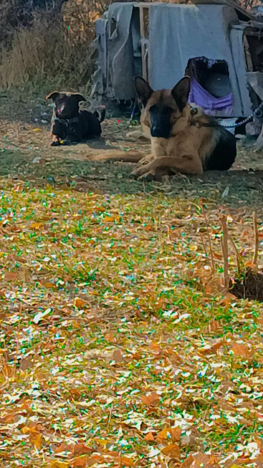 ماده ژرمن فروشی فوری قیمت چهار رو نیم|سگ|خلخال, |دیوار