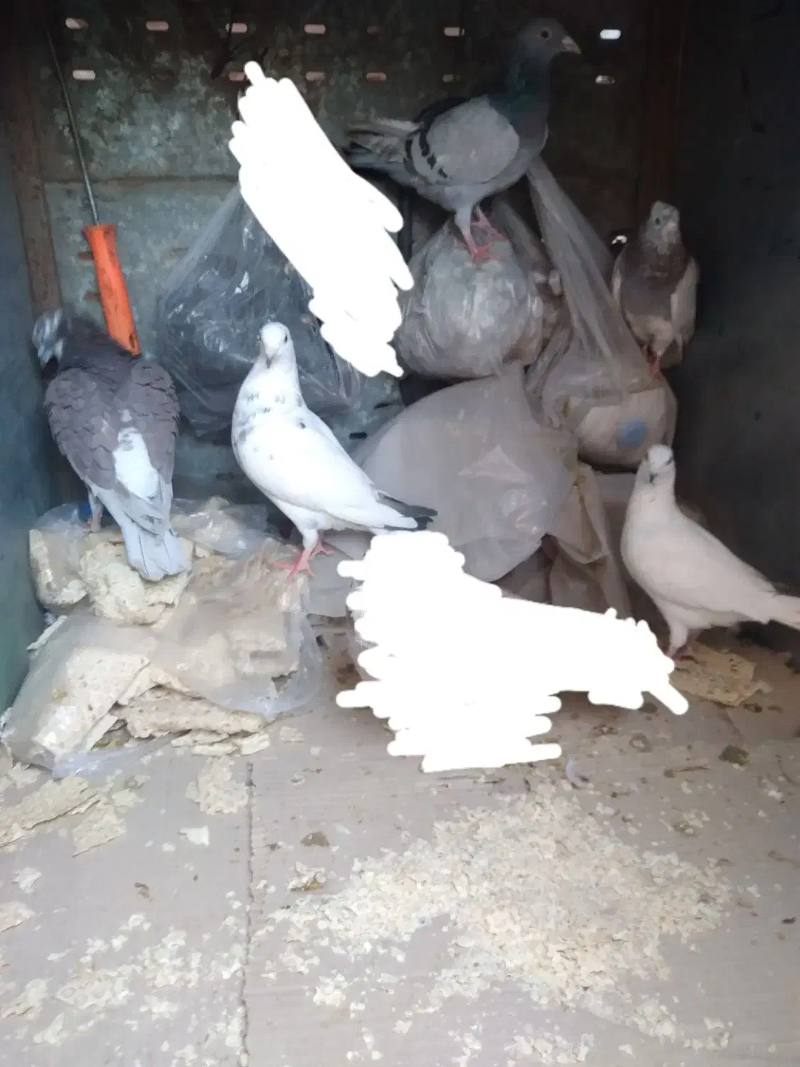 کبوترشهرستانی|پرنده|ساوه, |دیوار