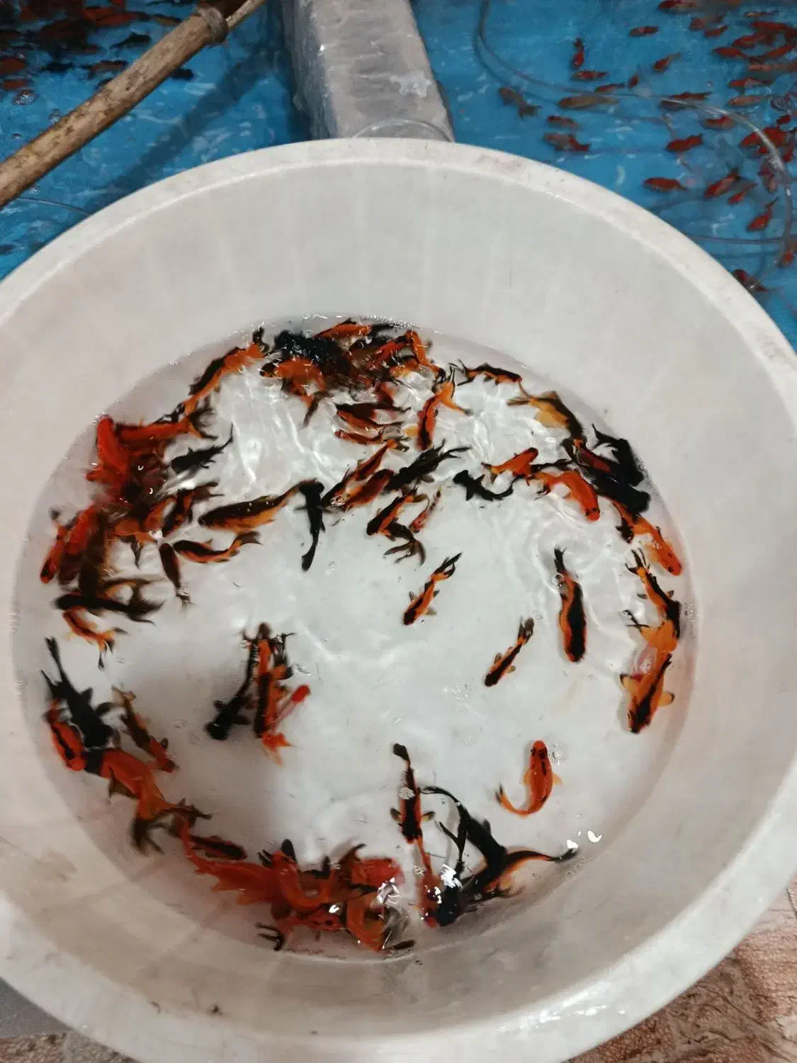 ماهی قرمز|ماهی|همدان, |دیوار