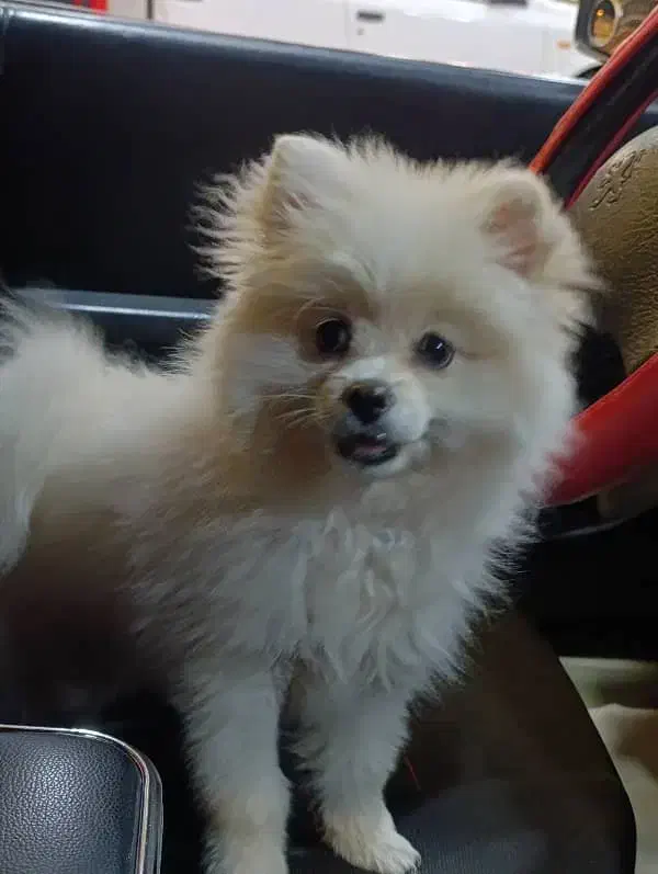 سگ خانگی ماده|سگ|ماکو, |دیوار