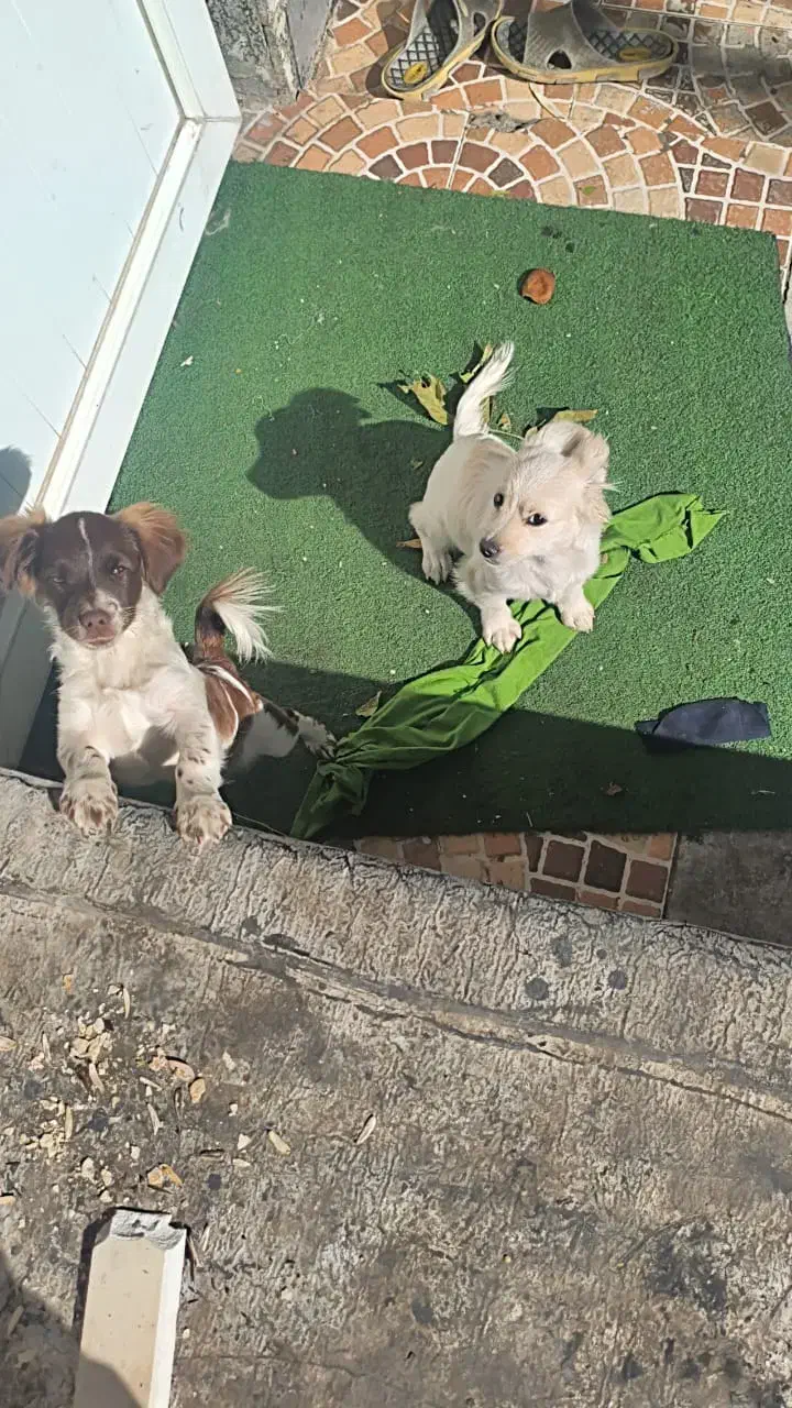 واگذاری سگ شیپیتزو|سگ|تبریز, |دیوار