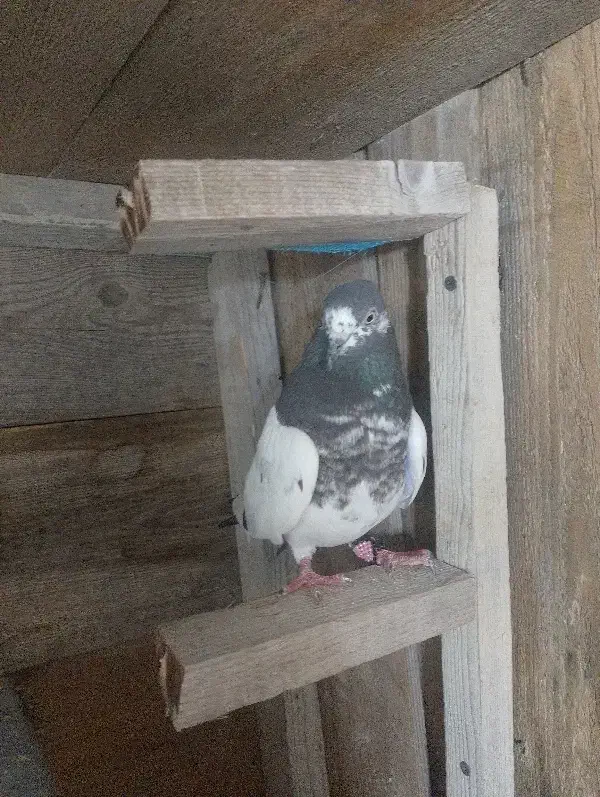 کبوتر پاکستانی|حیوانات|قشم, |دیوار