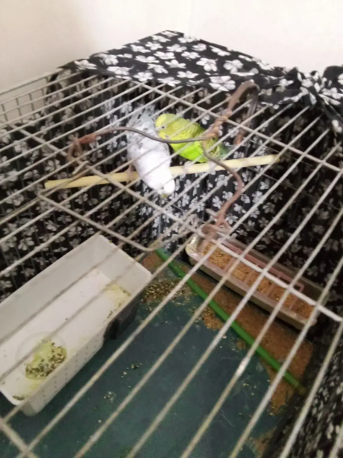 سه تا مرغ عشق|پرنده|نهاوند, |دیوار