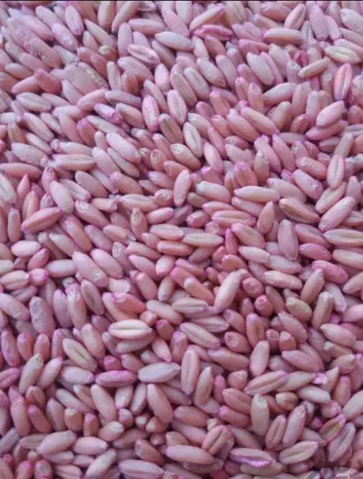 گندم بذر|عمدهفروشی|دیواندره, |دیوار