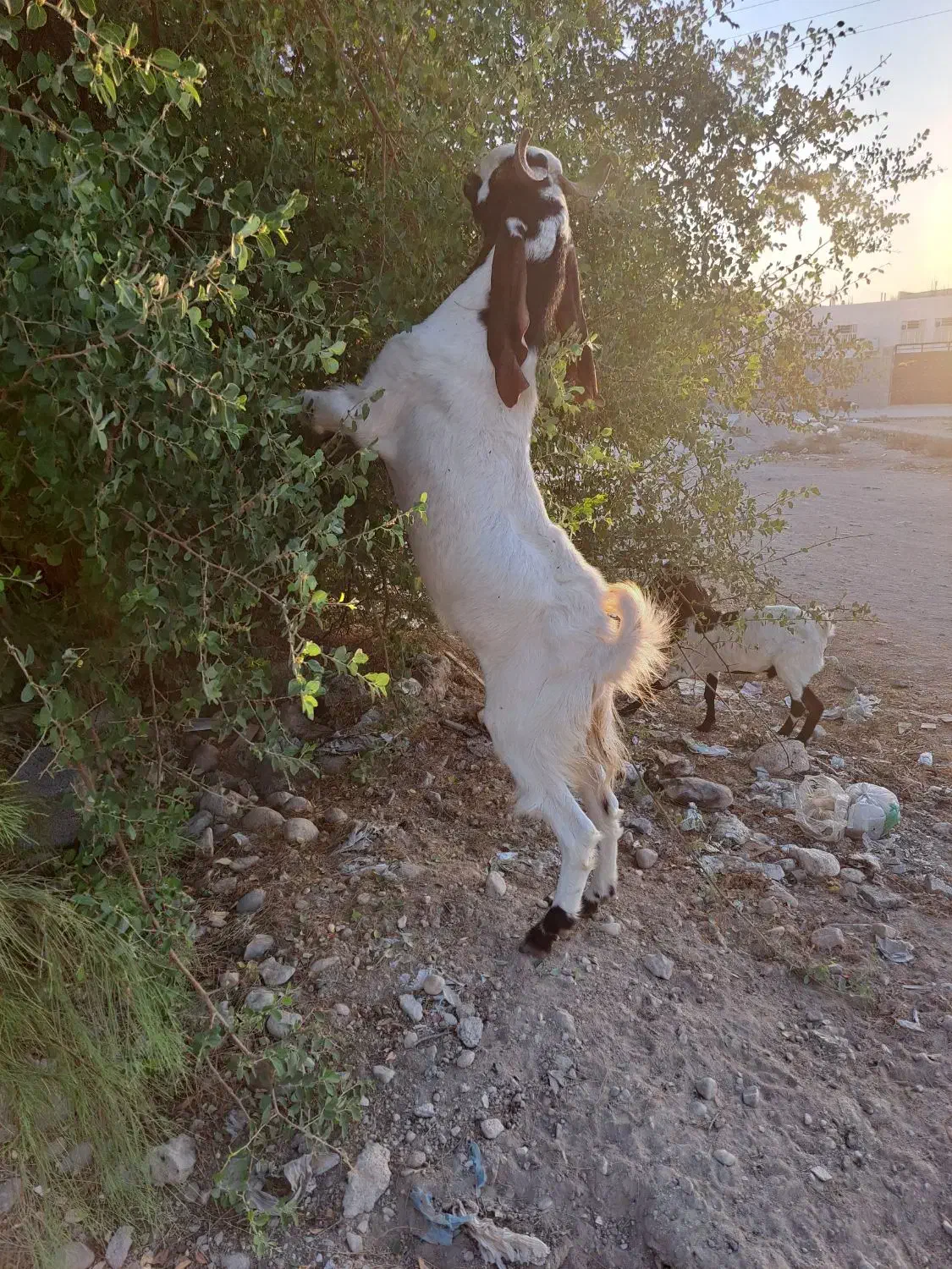 پازن اصل افغانی جوان|حیوانات مزرعه|برازجان, |دیوار