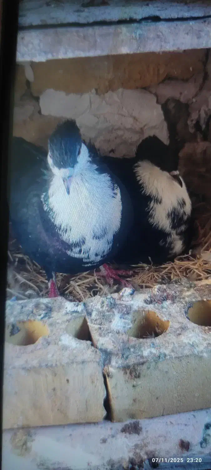 جفت کرباتی کاکلی|پرنده|مشهد, قائم|دیوار