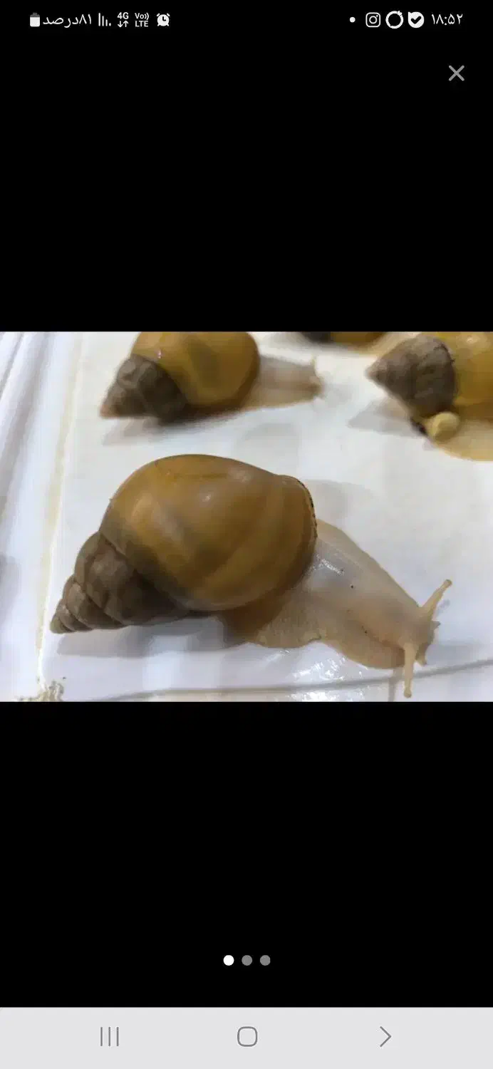 حلزون آچاتینا|خزنده|تهران, صادقیه|دیوار