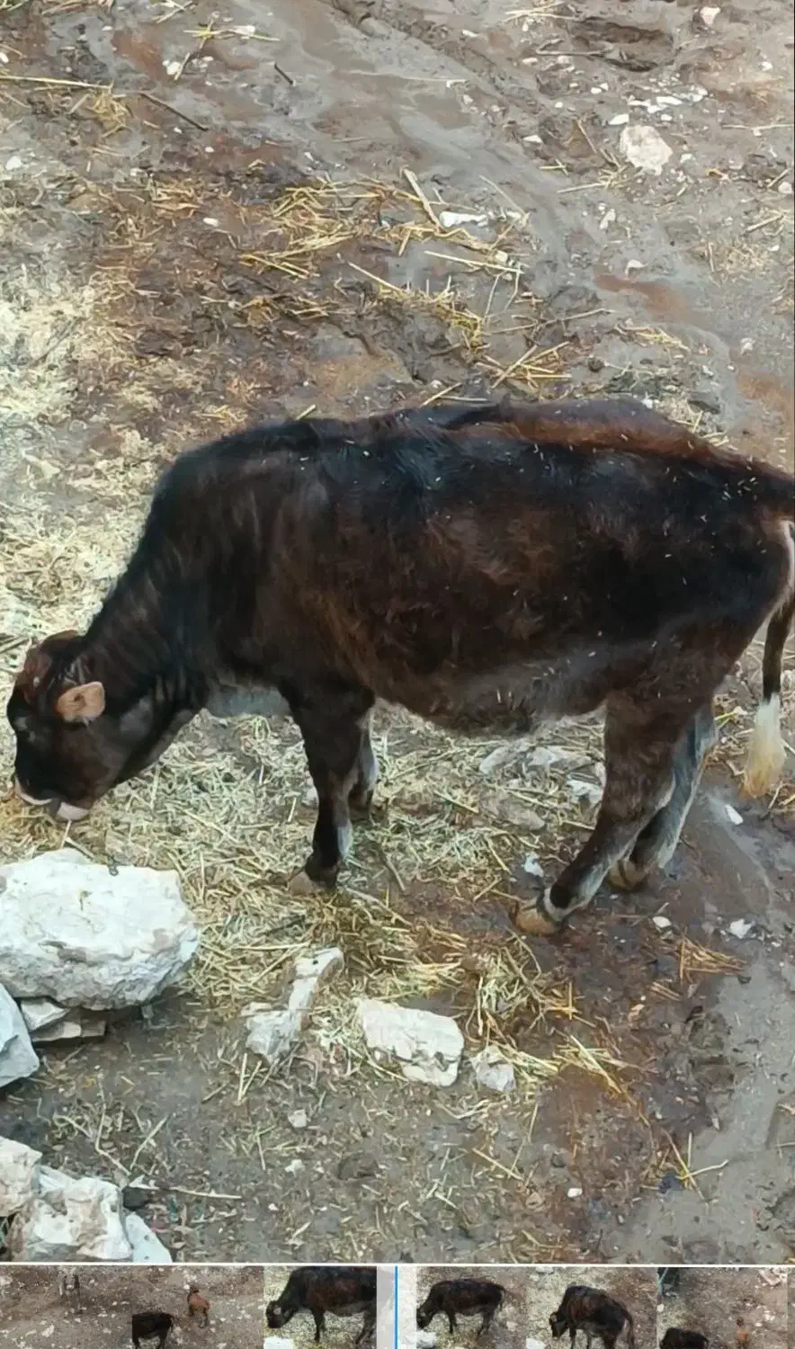 فروش گوساله پروار|حیوانات مزرعه|جوانرود, |دیوار