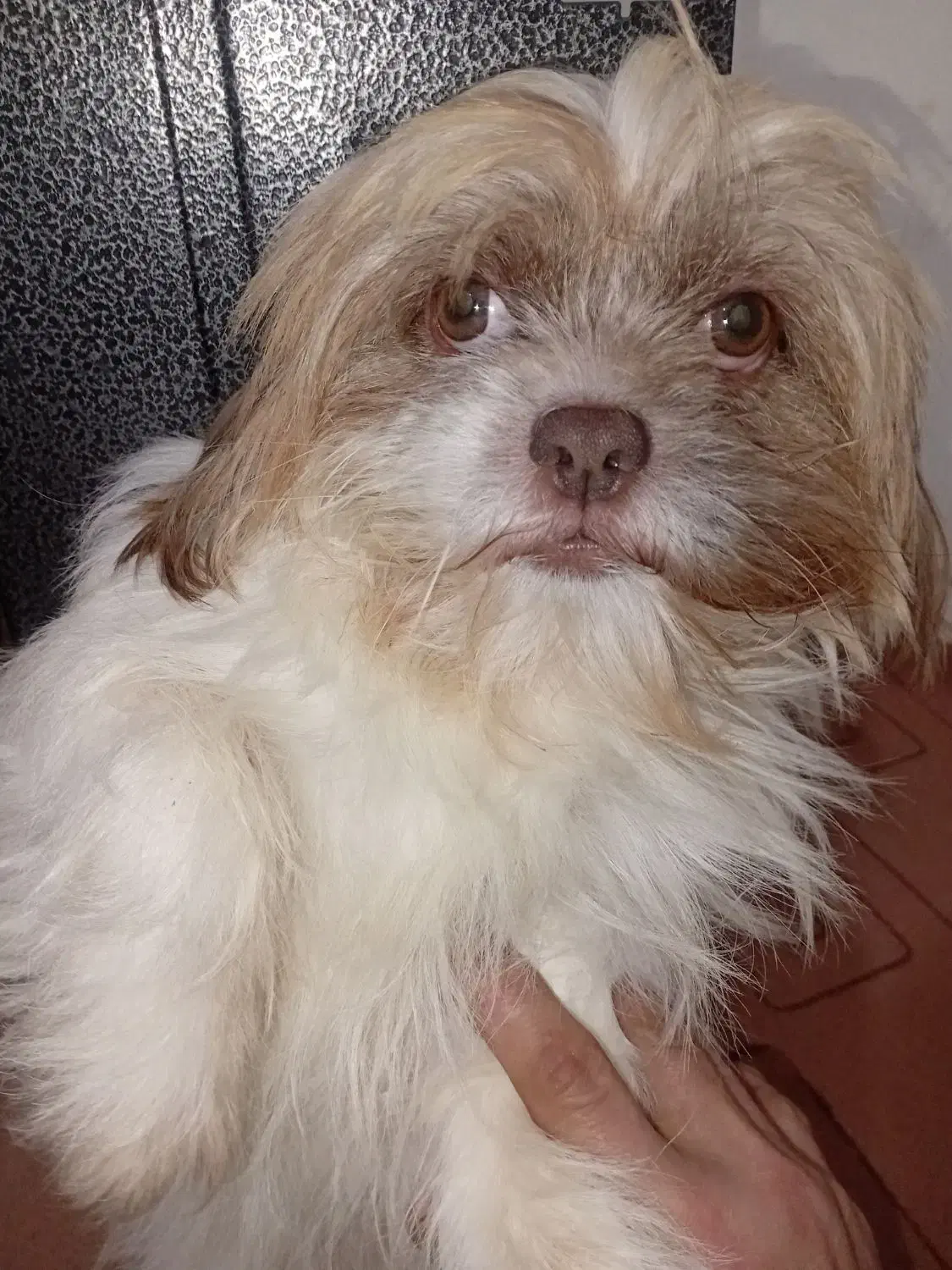 سگ اصیل|سگ|بندر انزلی, بی بی حوریه|دیوار