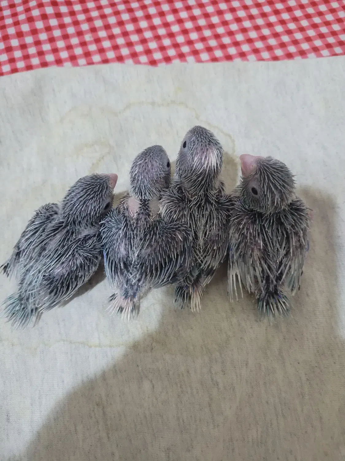 طوطی کوتوله مرغ عشق|پرنده|مشهد, بهمن|دیوار