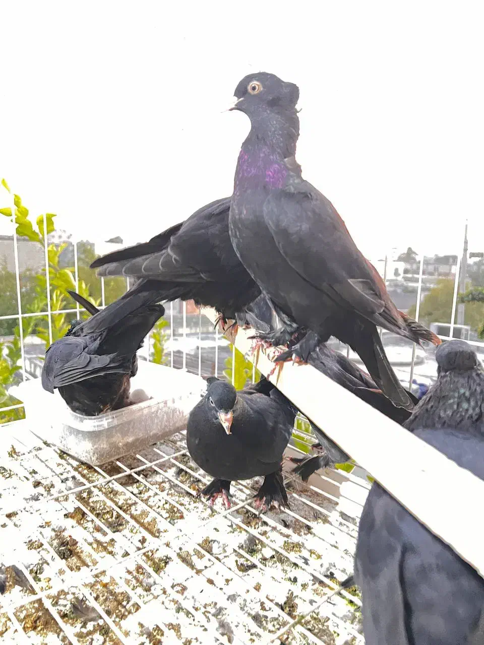 کفتر زاغ کلاهی پا پر|پرنده|بندرعباس, |دیوار