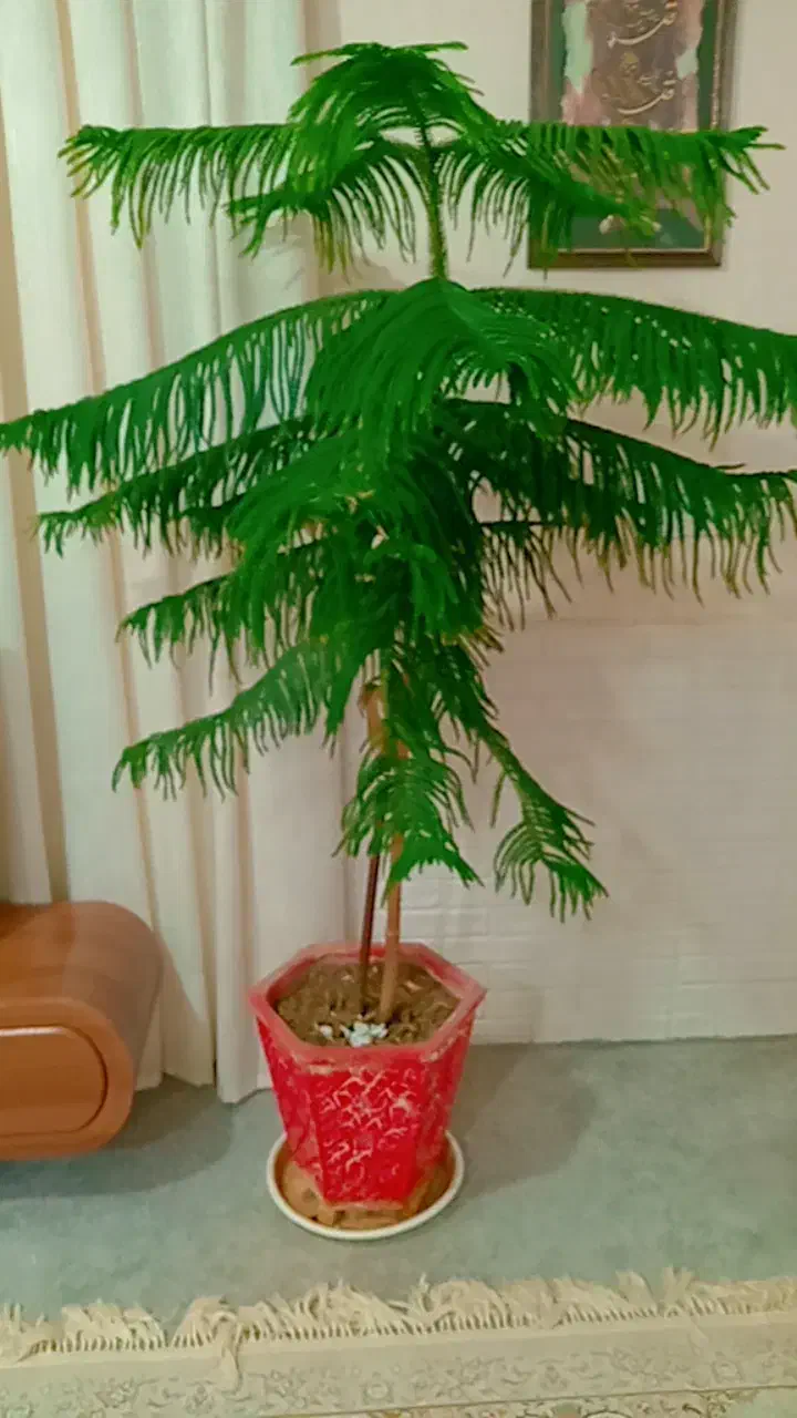 سلام فروش کاج مطبق|گل و گیاه طبیعی|شیراز, جوادیه|دیوار