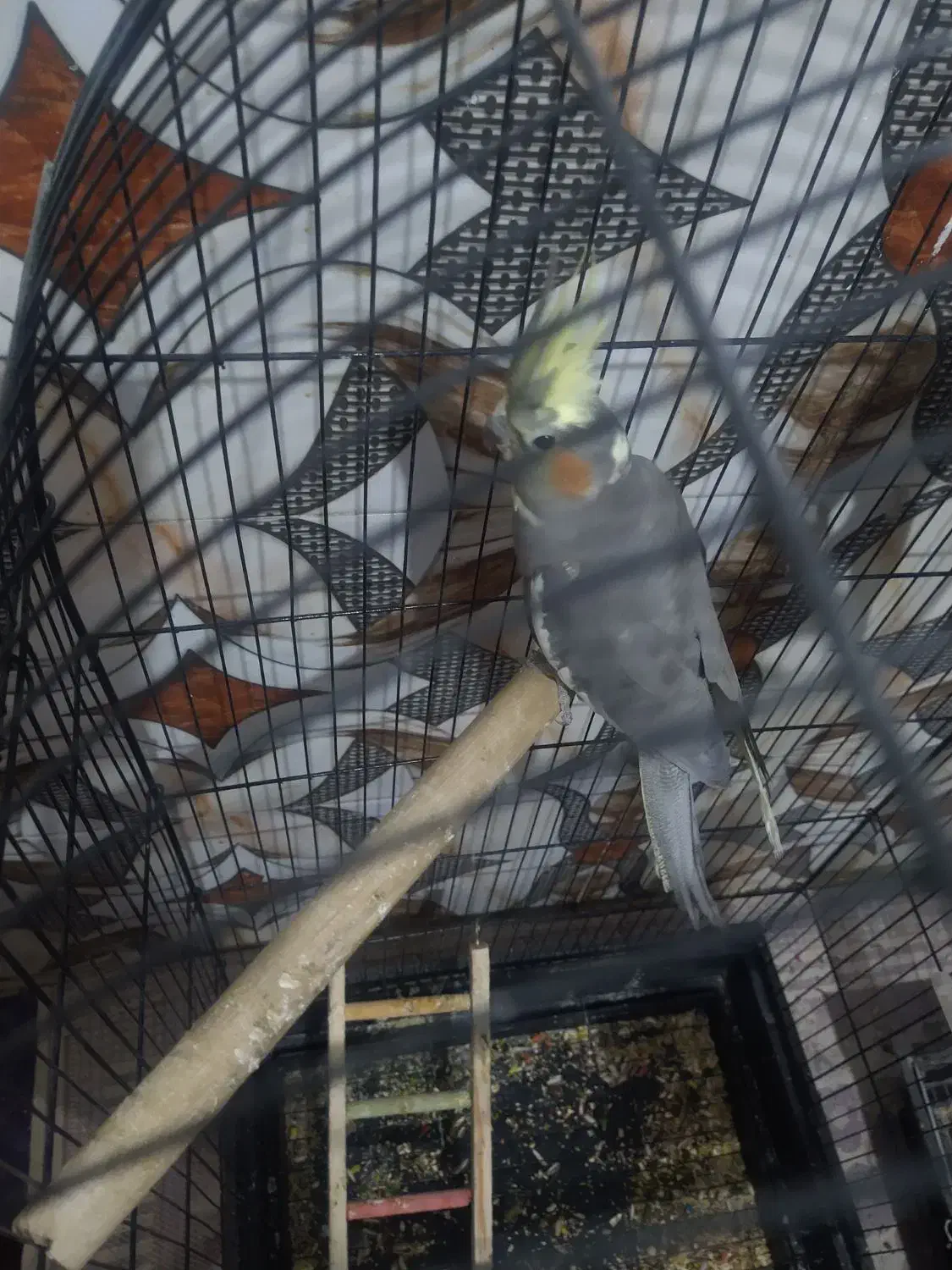 عروس هلندی جفت یک قلیون تنه چوبی دارم|پرنده|چهارباغ, |دیوار