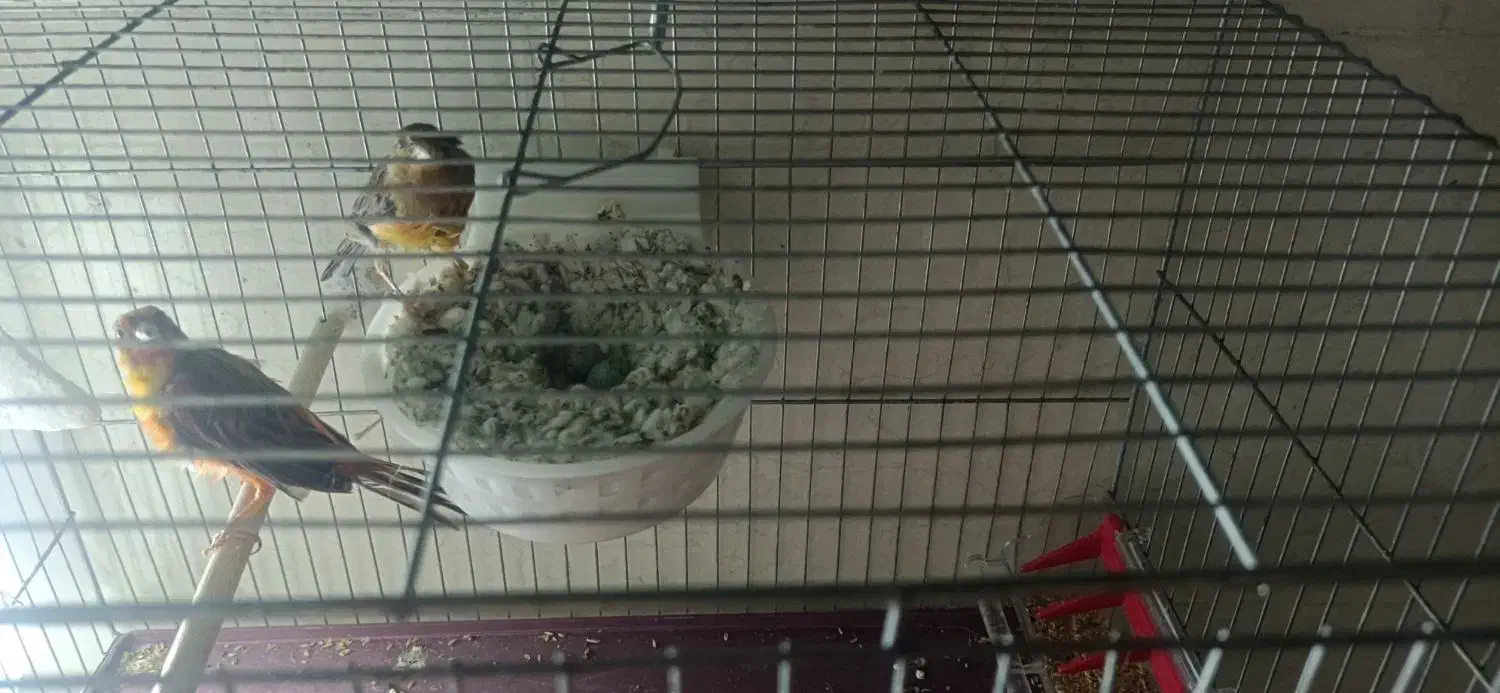 جفت قناری سوخته|پرنده|کرمان, |دیوار