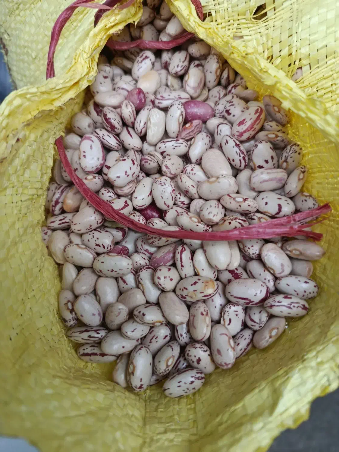 فروش عمده لوبیا چیتی|عمده‌فروشی|سپیدار, |دیوار