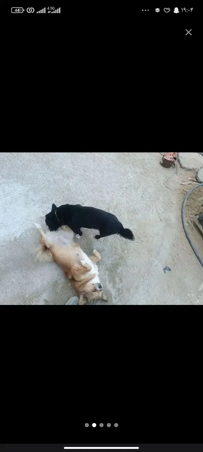 سگ پاکوتا نرماده تربیت شده|سگ|کرمان, |دیوار