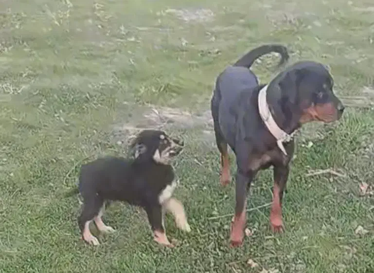 سگ گمشده|حیوانات|سنگر, |دیوار