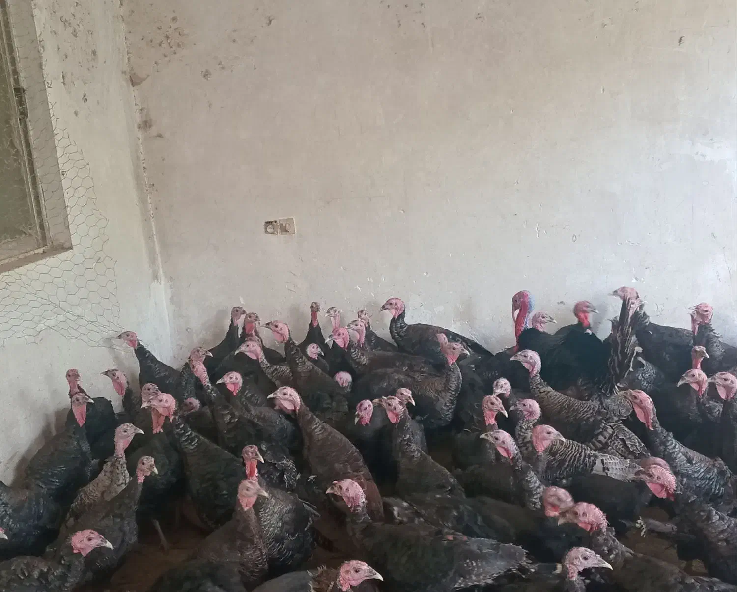 فروش بوقلمون نر و ماده برنز محلی|حیوانات مزرعه|قائمشهر, |دیوار