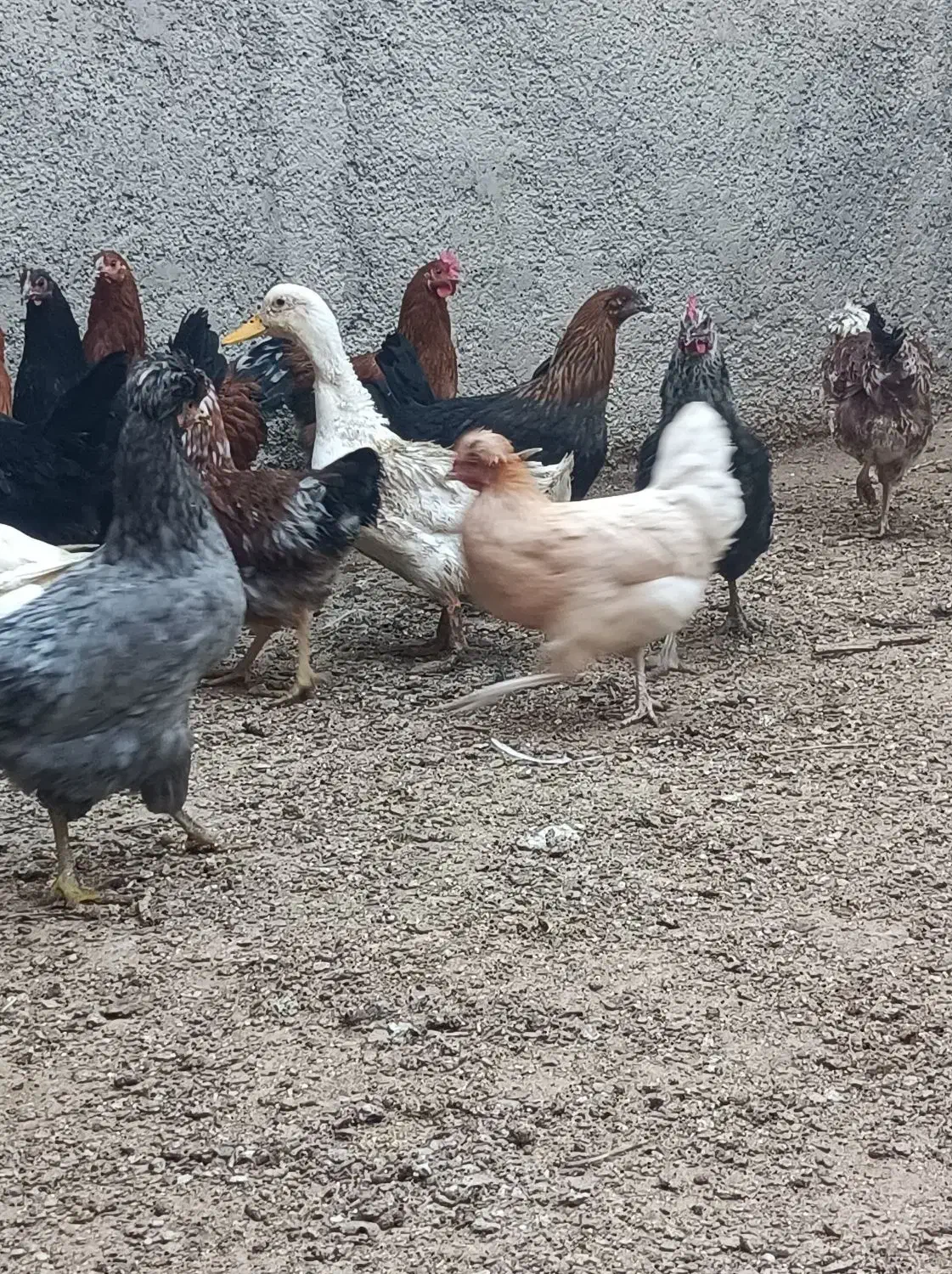 مرغ محلی|حیوانات مزرعه|ورامین, قويينک زهری|دیوار