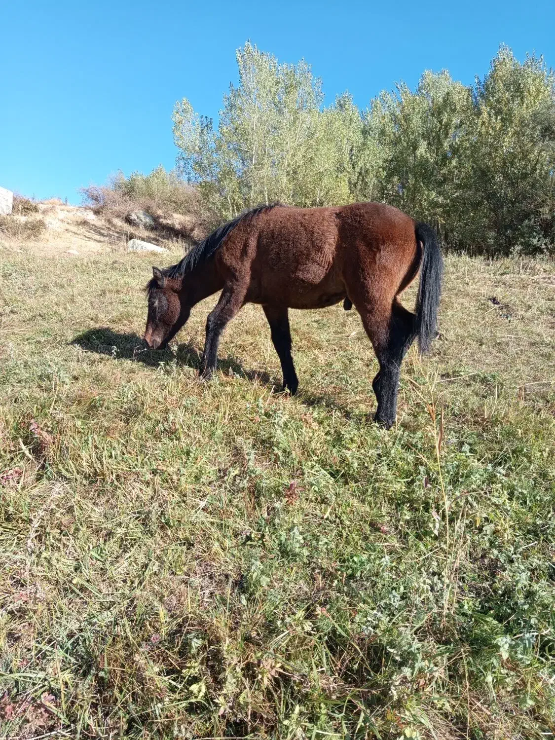 کره اسب نر 6ماه|اسب و تجهیزات اسب‌سواری|سیلوانه, |دیوار