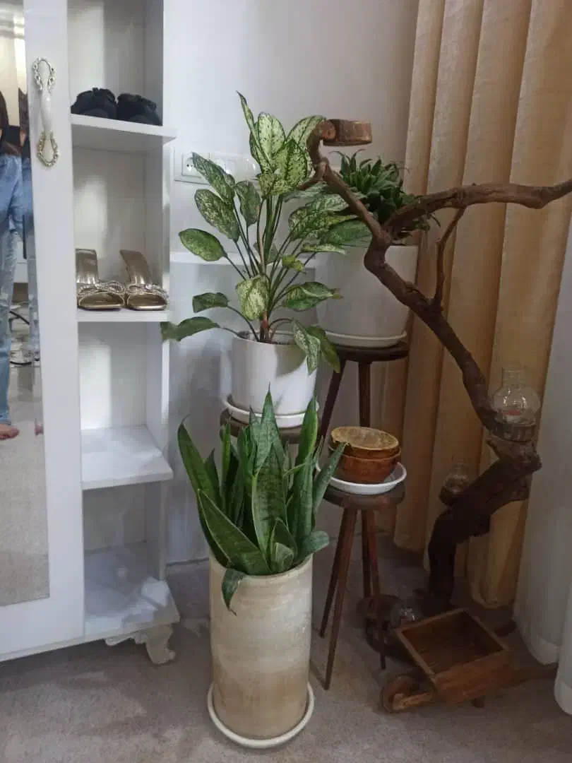 ب دلیل  مهاجرت|گل و گیاه طبیعی|مریوان, |دیوار