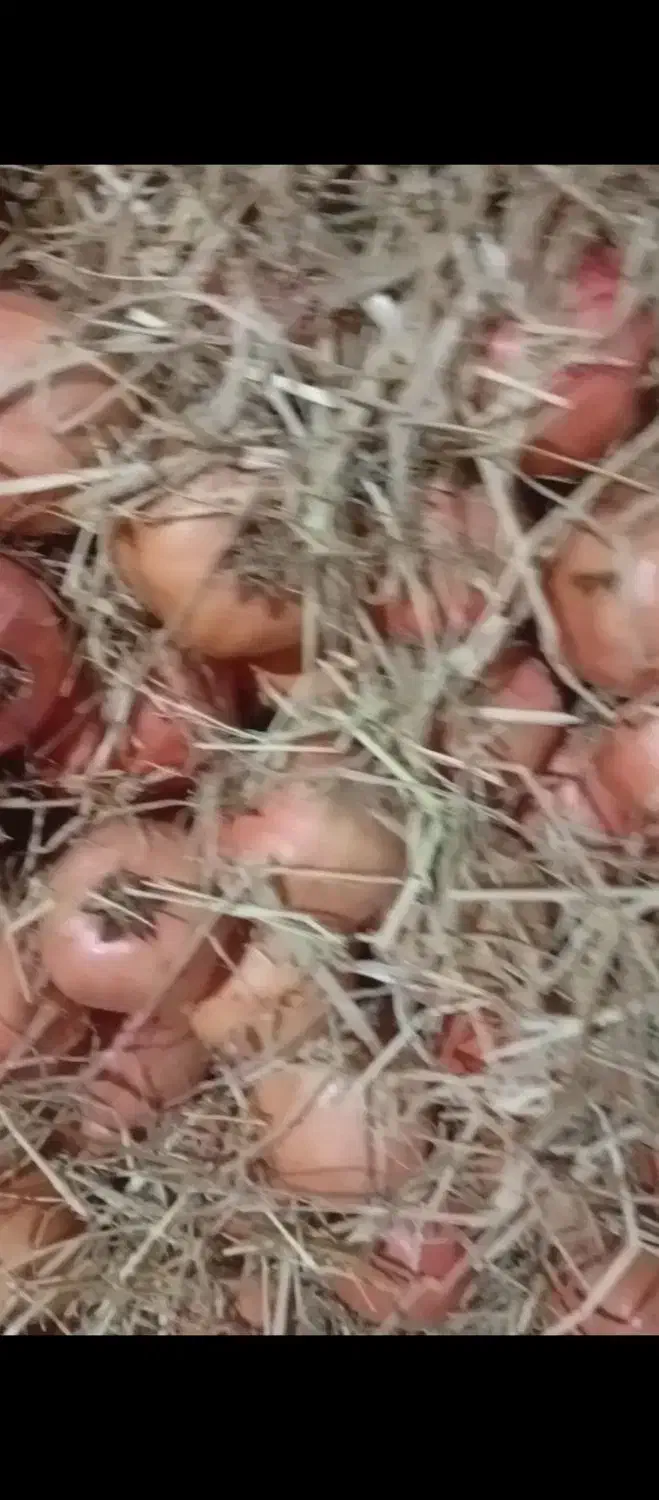 فروش انار خس|عمده‌فروشی|کوهمره, |دیوار