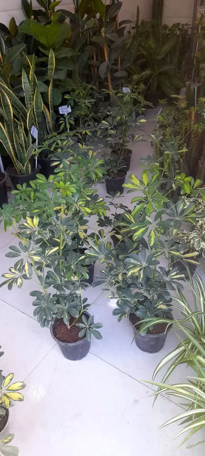 شفلرا دوشاخ سایز درشت|گل و گیاه طبیعی|قم, نیروگاه|دیوار