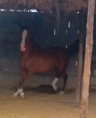 مادیان|اسب و تجهیزات اسب‌سواری|شبانکاره, |دیوار