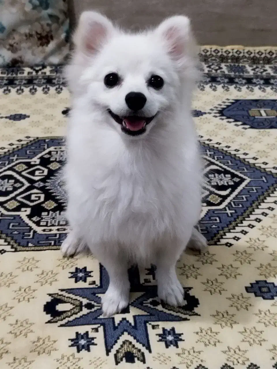 پامرین ۵ماه سایز کوچیک|سگ|فردیس, شهرک شهید حسینی|دیوار