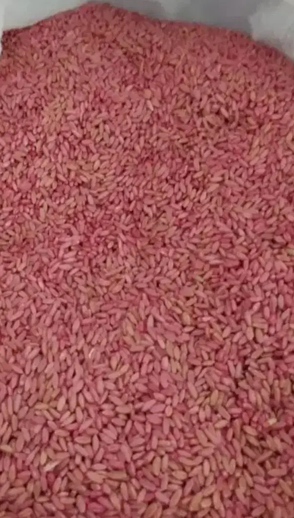 گندم بذری کیلویی ۲۵|خدمات باغبانی و درختکاری|دورود, |دیوار