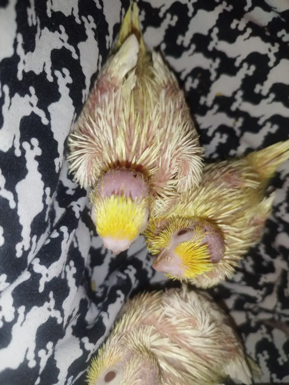 فروش جوجه عروس هلندی|پرنده|شاهینشهر, شهرک میلاد|دیوار