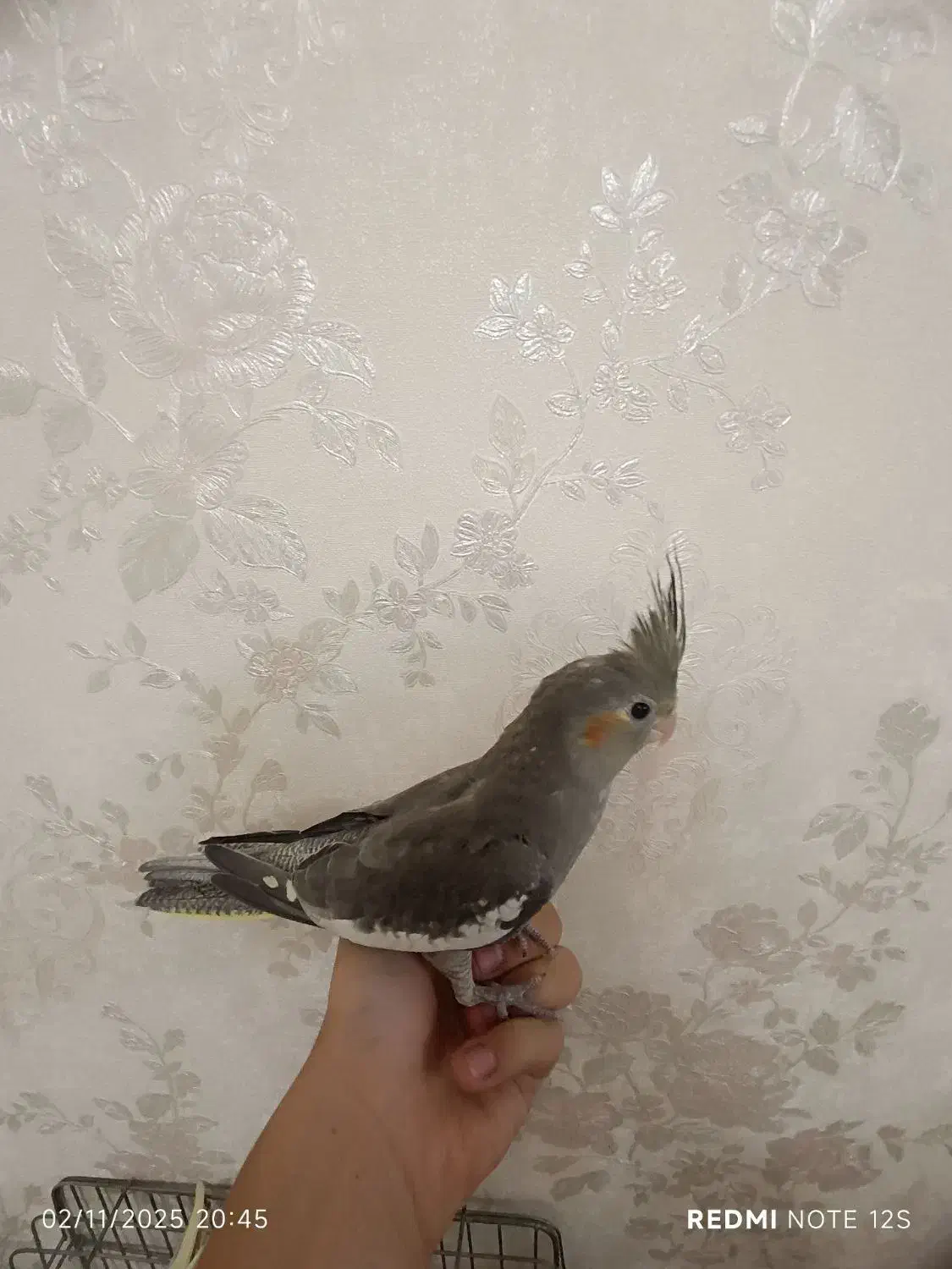 عروس هلندی دو ماهه|پرنده|کرج, پیشاهنگی|دیوار