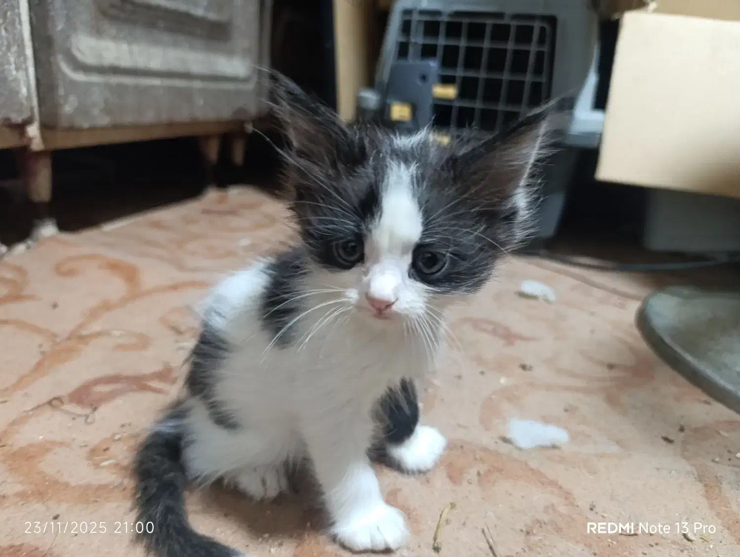 واگذاری گربه پرشین|گربه|بندر ماهشهر, |دیوار