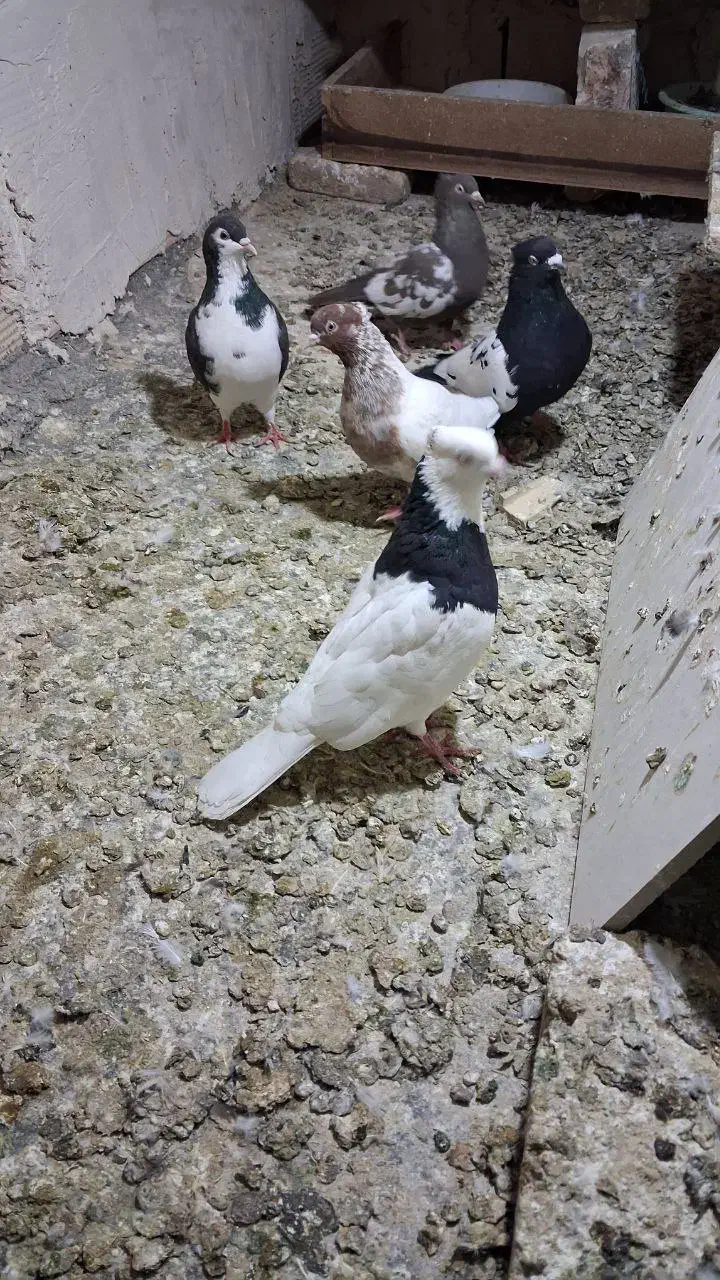 کبوتر|پرنده|مشهد, توس فردوسی|دیوار