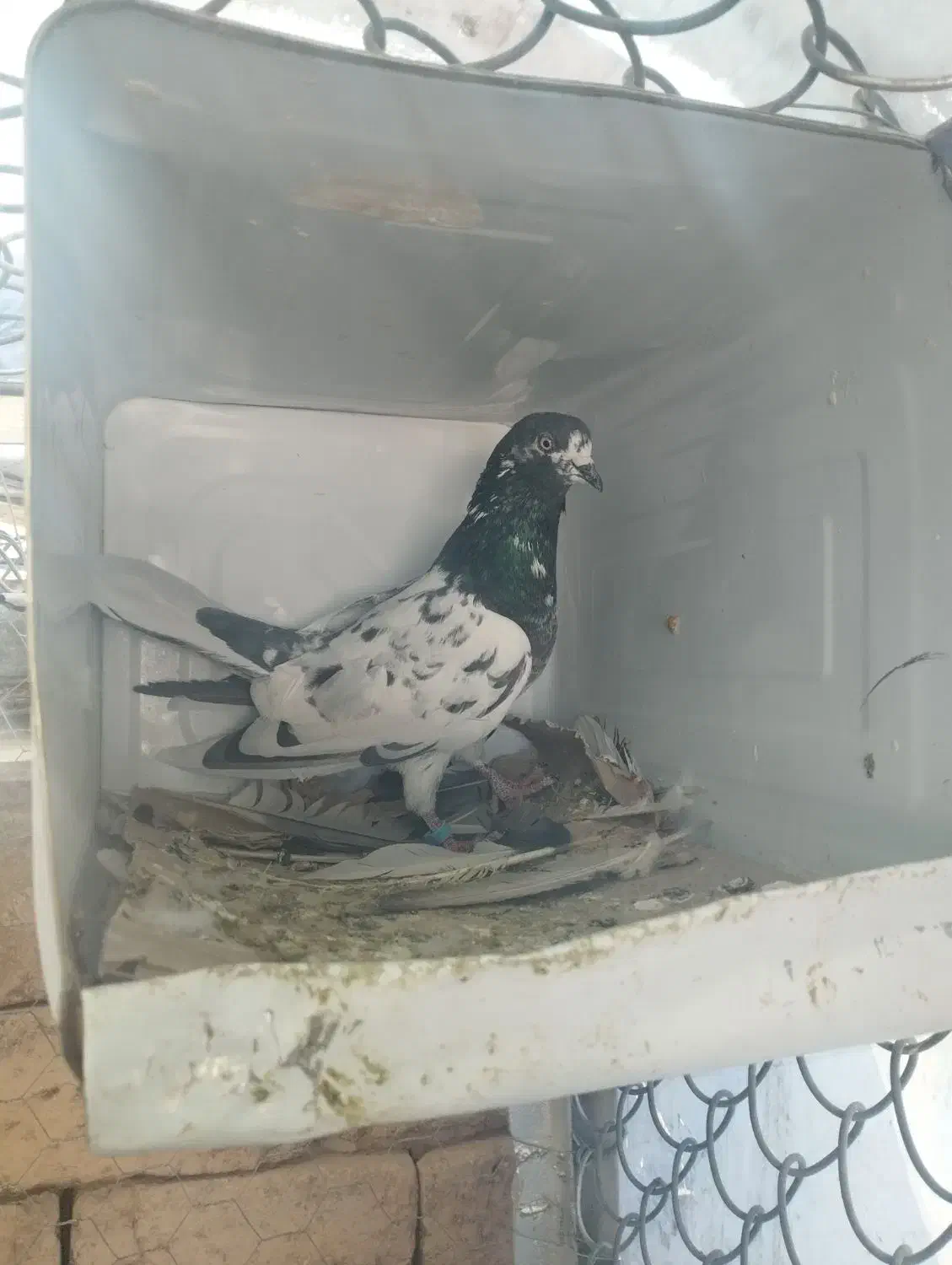 کبوتر پرشی|پرنده|رباطکریم, رباطکریم|دیوار